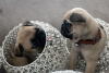 Фото №3. Красивые щенки мопса с родословной теперь доступны для любящих домов..  Германия