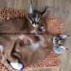 Фото №3. Удивительные кошки и котята каракал здесь. Великобритания