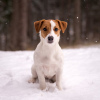 Фото №3. Породный щенок Джек Рассел терьера.  Беларусь