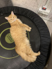 Дополнительные фото: Ласковый, молодой, красивый рыжий кот Тоша в добрые руки!