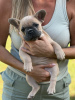 Дополнительные фото: Puppies for sale Very cute French bulldog puppies