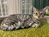 Дополнительные фото: Котята породы Саванна F5 SBT