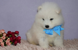 Фото №2 к объявлению №1631 о продаже самоедскую собаку - купить в России частное объявление