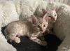 Фото №3. Доступны дрессированные бенгальские котята. Германия