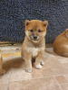 Фото №3. Prachtige Japanse Shiba Inu-щенок.  Нидерланды