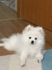 Дополнительные фото: Продам щенка померанского шпица, девочка 4 месяца, белоснежная красавица, кличка
