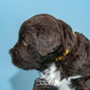 Фото №4. Продажа португальскую водяную собаку в Evora заводчик - цена договорная