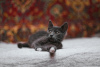 Дополнительные фото: Дымчатый котенок Фунтик ищет дом!