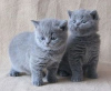 Фото №3. Cute British-shorthair kitten for frr adoption. Германия