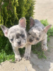 Дополнительные фото: Hello, french bulldog puppies for sale.