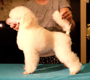 Дополнительные фото: Продается щенок Карликового пуделя (32 см)