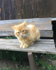 Дополнительные фото: Солнечный котик Бонифаций! Верните кисе счастье!