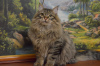 Фото №3. Сибирские котята из питомника. Беларусь