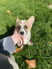 Дополнительные фото: Welpen von Corgi