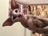 Фото №4. Продам ориентальную кошку в Санкт-Петербурге из питомника - цена 35000₽