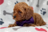 Фото №3. Beautiful Cavapoo Puppies For free adoption.  Германия