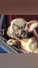 Дополнительные фото: щенки французского бульдога блю мерль