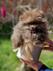 Дополнительные фото: Померанский шпиц - красивые щенки