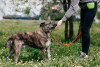 Фото №3. Тайгер - пес с необычным окрасом ищет хозяина..  Россия