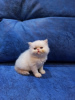 Дополнительные фото: Продам Персидских котят Экстремального типа.Окрас Крем-Поинт . 3 мальчика и 1