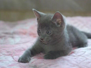 Фото №3. Котята русской голубой кошки родились 2 месяца назад. Ручные и ласковые,. Россия