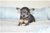 Дополнительные фото: Adorable Chihuahua Puppies for free adoption