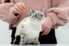 Фото №3. Тайская кошечка Латифа в добрые руки. Россия