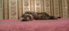 Фото №3. Молодая кошечка Масяня в поисках семьи.. Россия