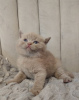 Фото №3. Британские короткошерстные котята на усыновление. Франция