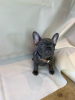 Фото №3. Adorable French bulldog Puppies for free adoption.  Германия