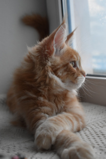 Фото №3. котята мейн-кун из монопородного питомника. Россия