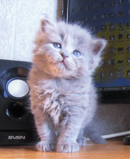 Фото №3. Возраст 2 мес. Окрас голубой солид. Невероятно няшный котенок !. Россия