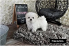 Фото №3. Cute Maltese puppies available for free adoptoin.  Германия