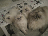 Фото №3. Продаются красивые сибирские котята. Россия