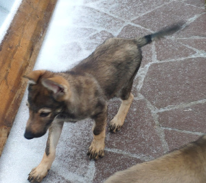 Фото №2 к объявлению №4556 о продаже чехословацкую волчью собаку - купить в России заводчик