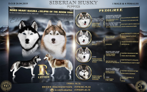 Дополнительные фото: Высокопородные щенки породы Сибирский хаски