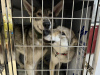 Фото №1. чехословацкая волчья собака - купить в Shanghai за 230468₽. Объявление №89551