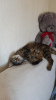 Дополнительные фото: Ласковая, контактная кошка Варюшка в добрые руки
