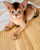 Дополнительные фото: Абиссинские котята дикого окраса