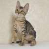 Фото №3. котята саванны доступны для усыновления. США