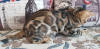 Фото №3. Продается бенгальский кот. Россия