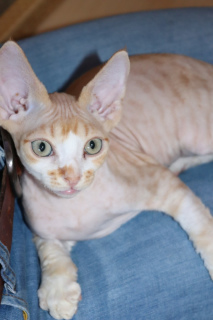 Фото №3. Продается котенок породы Девон Рекс. Россия