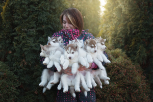 Дополнительные фото: Элитные шоколадные щенки Сибирский Хаски от титулованных производителей