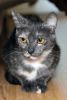 Фото №3. Трехцветная кошка Джерба в добрые руки. Россия