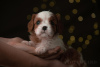 Фото №3. Cavalier King Charles Spaniel Puppies.  Германия