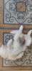 Фото №2 к объявлению №11374 о продаже самоедскую собаку - купить в России частное объявление