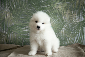 Фото №2 к объявлению №6511 о продаже самоедскую собаку - купить в России из питомника