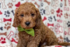 Фото №3. Beautiful Cavapoo Puppies For free adoption.  Германия