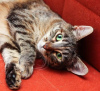 Фото №3. Красавица зеленоглазая кошка Карпуша в добрые руки. Россия