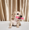 Дополнительные фото: Предлагается на продажу щенок кремовая такса, Cream dachshund golden, Редкий